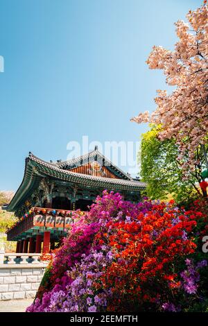 Tempio di Gakwonsa con fiori di primavera a Cheonan, Corea Foto Stock