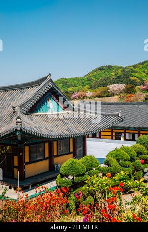 Tempio di Gakwonsa con fiori di primavera a Cheonan, Corea Foto Stock