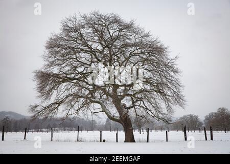 Il fiume Ruhr prati vicino Wetter, querce, inverno, neve, Ruhr Area, Nord Reno-Westfalia, Germania. Die Ruhrauen bei Wetter, Eiche, Inverno, Schne Foto Stock