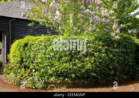 Una siepe mista con arbusti profumati e un albero lilla (Syringa vulgaris Kaatherine Havemeyer fiorire in maggio in inglese giardino in un villaggio rurale Foto Stock