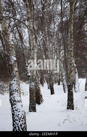 Il fiume Ruhr prati vicino Wetter, alberi di betulla, inverno, neve, Ruhr Area, Nord Reno-Westfalia, Germania. Die Ruhrauen bei Wetter, Birken, Inverno, S Foto Stock