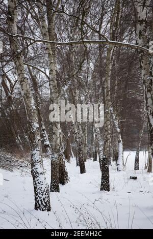 Il fiume Ruhr prati vicino Wetter, alberi di betulla, inverno, neve, Ruhr Area, Nord Reno-Westfalia, Germania. Die Ruhrauen bei Wetter, Birken, Inverno, S Foto Stock