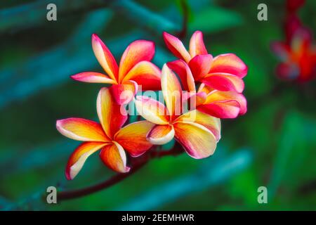 Plumeria rosso giallo bianco fiore giovane e frangipani floreale, Plumeria piena fioritura e foglie verdi sfondo nel giardino Foto Stock