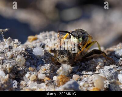 Lupo di api / wasp bee-killer (triangulum di Philanthus) femmina con un'ape di miele paralizzata (API mellifera) per alimentare le sue larve nel suo burrone nido di hathland. Foto Stock