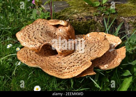 Il fungo a sella di Dryad Foto Stock