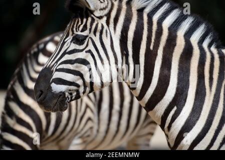 Ritratto di Zebra o Zebre di Burchell, Equus quagga burchellii Foto Stock