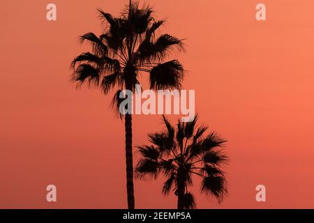 Splendido sfondo astratto con palme silhouette nel cielo del tramonto Foto Stock