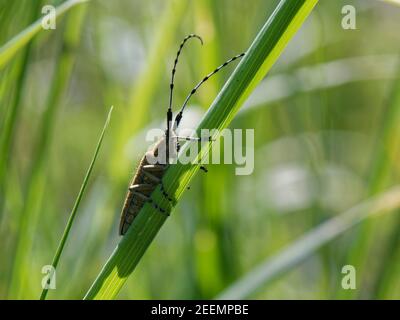 longhorn grigio dorato / Beetle Thistle longhorn (Agapanthia villosoviridescentens) che si abbronzano su un gambo di erba in un prato, Wiltshire, Regno Unito, maggio. Foto Stock