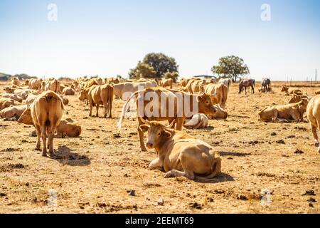 Mandria di bestiame nella fattoria di Alentejo durante il giorno di sole, Portogallo Foto Stock