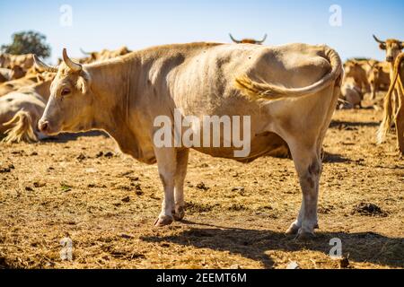 Mandria di bestiame nella fattoria di Alentejo durante il giorno di sole, Portogallo Foto Stock