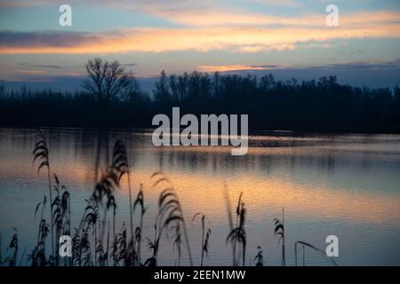 Mattina presto nel Parco Nazionale di Biesbosch, Brabante Nord, Paesi Bassi Foto Stock