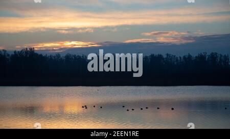 Mattina presto nel Parco Nazionale di Biesbosch, Brabante Nord, Paesi Bassi Foto Stock