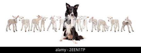 Cane da pastore di bordo collie seduto di fronte a dodici agnelli piccoli isolato su sfondo bianco Foto Stock