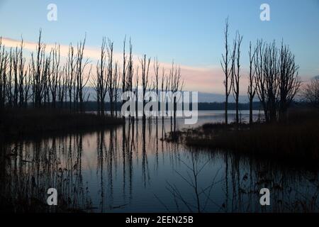 Sviluppo della natura nel Parco Nazionale di Biesbosch, Brabante Nord, Paesi Bassi Foto Stock