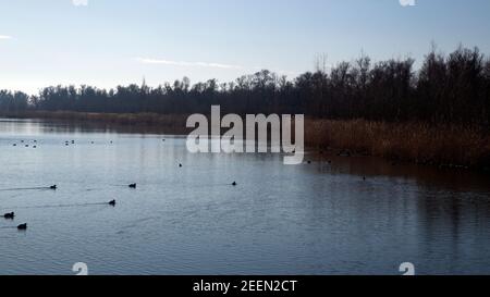 Sviluppo della natura nel Parco Nazionale di Biesbosch, Brabante Nord, Paesi Bassi Foto Stock