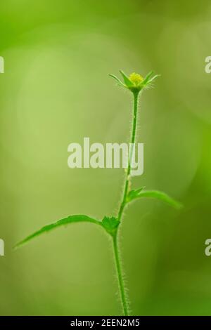 Wood avens / Herb Bennett (Geum urbanum) fiore in sottobosco, GWT Lower Woods Reserve, Gloucestershire, Regno Unito, giugno. Foto Stock