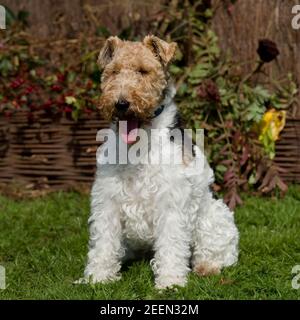 volpe con capelli lirati, tod Foto Stock