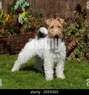 volpe con capelli lirati, tod Foto Stock