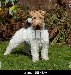 volpe con capelli lirati, tod Foto Stock