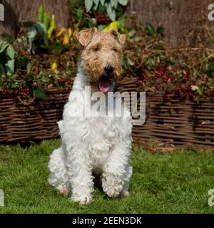 volpe con capelli lirati, tod Foto Stock