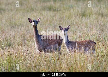 Cervi di Sika (Cervus nippon) due allerta branchi che si sniffingono mentre guardano in su dal pascolo in un prato umido al crepuscolo, vicino al castello di Corfe, Dorset, Regno Unito. Foto Stock