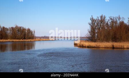 Restauro naturale nel Parco Nazionale di Biesbosch, Brabante Nord, Paesi Bassi Foto Stock