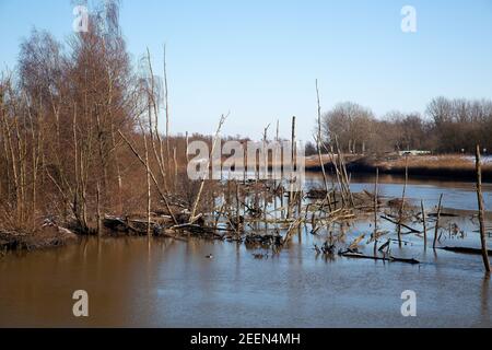 Restauro naturale nel Parco Nazionale di Biesbosch, Brabante Nord, Paesi Bassi Foto Stock