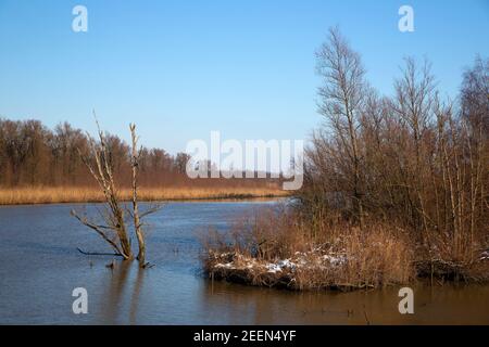 Restauro naturale nel Parco Nazionale di Biesbosch, Brabante Nord, Paesi Bassi Foto Stock