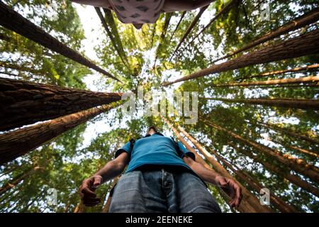 selfie nella foresta di sequoie Foto Stock