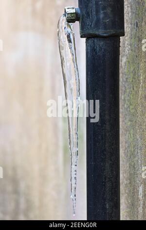 Una cicetta è sospesa da un tubo discendente durante un periodo di clima freddo amaro, Regno Unito Foto Stock