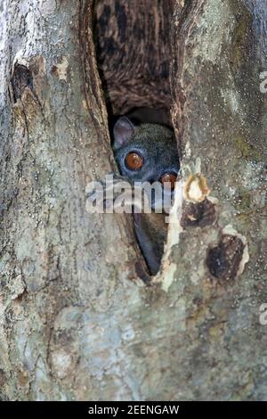 Cute marrone lemure sportivo nascosto nella fessura di A. Tronco d'albero durante il suo giorno naptime nel nord del Madagascar foresta Foto Stock
