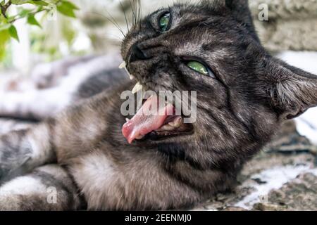 Sirmione è una piccola gemma sulla cima di una penisola nello splendido lago di Garda, nel Nord Italia. Foto Stock