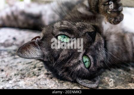 Sirmione è una piccola gemma sulla cima di una penisola nello splendido lago di Garda, nel Nord Italia. Foto Stock