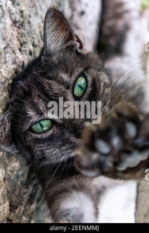Sirmione è una piccola gemma sulla cima di una penisola nello splendido lago di Garda, nel Nord Italia. Foto Stock