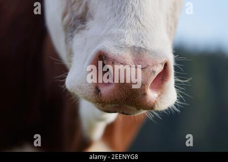 primo piano del naso della mucca che sniffing in macchina fotografica Foto Stock