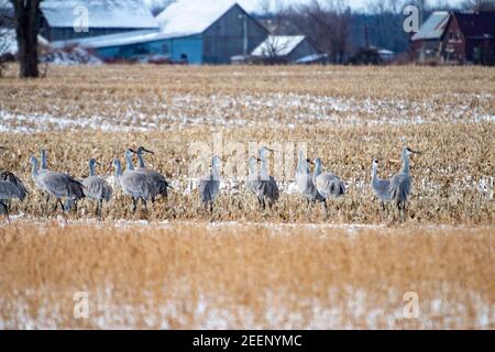Gruppo di gru di sandhill che si riuniscono in Ontario mentre migrano Foto Stock