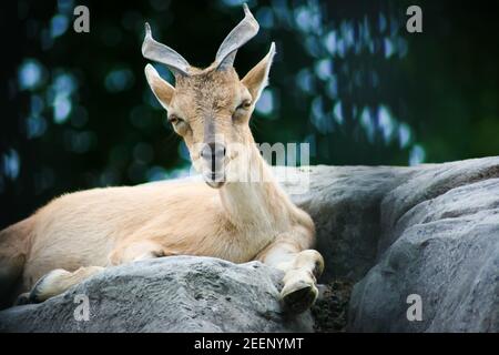 Una bella capra con corna grandi si trova su una pietra scogliera nello zoo Foto Stock