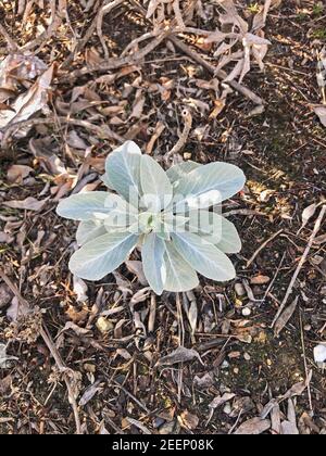 White Sage crescente Selvaggio Foto Stock