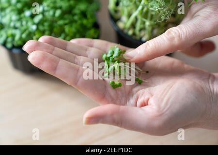 Primo piano di una mano di una donna che tiene con micro verde di rucola. Cibo vegetariano sano super. Foto Stock