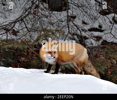 Vista del profilo in primo piano della volpe rossa nella stagione invernale con foglie marroni e fondo di neve nel suo ambiente e habitat. Immagine FOX. Immagine. Verticale. Foto Stock