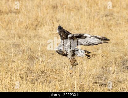 Bel falco ruvido in volo Foto Stock
