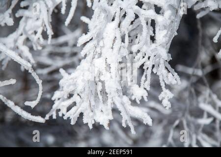 Rami ghiacciati su un albero - Waldviertel, Austria Foto Stock