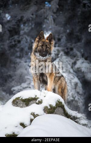 Cane da pastore tedesco dai capelli lunghi (alsaziano) in piedi in un inverno innevato foresta Foto Stock