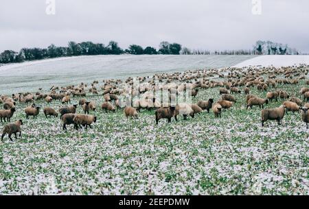 Un campo pieno di pecore nella neve nel Campagna inglese Foto Stock