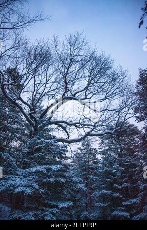 Alberi innevati in Arnold Arboretum Foto Stock