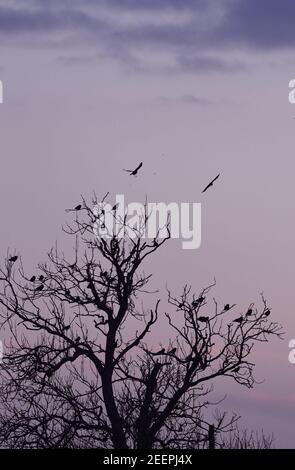 Un gruppo di uccelli è silhouette come due mosche da un albero a Berwick, Scozia. Foto Stock