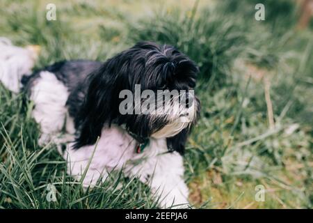 Piccolo e soffice nero e bianco Lhasa Apso Dog si rilassa Erba verde Foto Stock