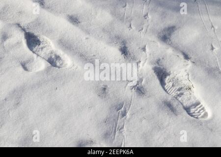 Foto in primo piano di impronte di animali, uccelli e persone in neve bianca fresca in inverno Foto Stock