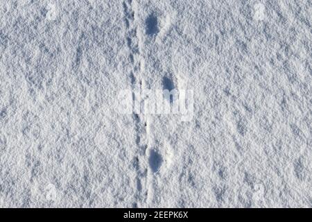 Primo piano di impronte di animali e uccelli in fresco neve bianca in inverno Foto Stock
