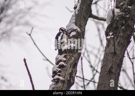 Great Spotted Woodpecker nel Parco Nazionale delle Harz Mountains, Germania. Tema animale. Picchio che beve sull'albero nella stagione invernale Foto Stock